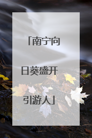南宁向日葵盛开引游人