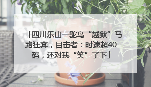 四川乐山一鸵鸟“越狱”马路狂奔，目击者：时速超40码，还对我“笑”了下