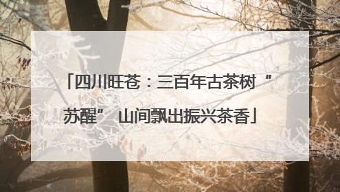 四川旺苍：三百年古茶树“苏醒” 山间飘出振兴茶香