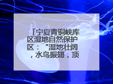 宁夏青铜峡库区湿地自然保护区：“湿地壮阔，水鸟振翅，顶有趣呢！”