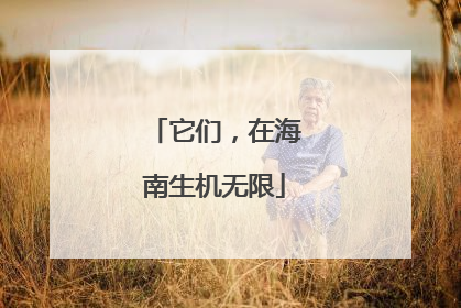 它们，在海南生机无限