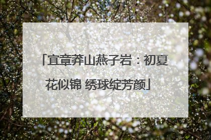宜章莽山燕子岩：初夏花似锦 绣球绽芳颜