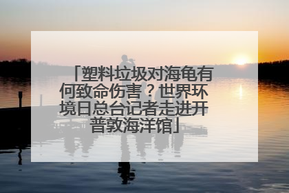 塑料垃圾对海龟有何致命伤害？世界环境日总台记者走进开普敦海洋馆