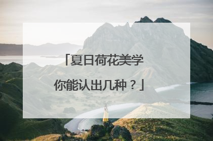 夏日荷花美学 你能认出几种？