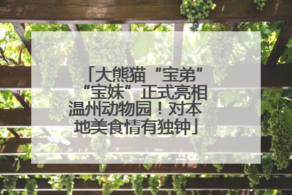大熊猫“宝弟”“宝妹”正式亮相温州动物园！对本地美食情有独钟