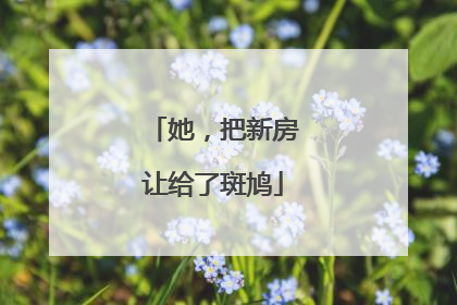 她，把新房让给了斑鸠