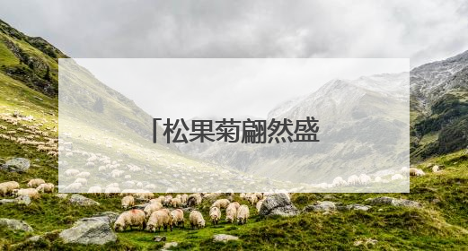松果菊翩然盛开，像夏天写给大地的情书