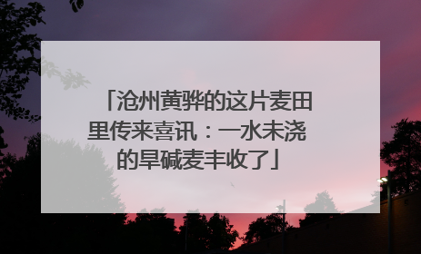 沧州黄骅的这片麦田里传来喜讯：一水未浇的旱碱麦丰收了