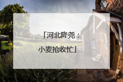 河北隆尧：小麦抢收忙