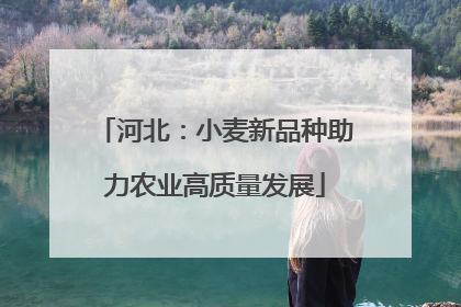 河北：小麦新品种助力农业高质量发展