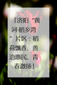 济阳“黄河·稻乡湾”片区：稻荷飘香、善治惠民、青春激扬
