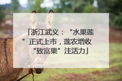 浙江武义：“水果莲”正式上市，莲农增收“致富果”注活力