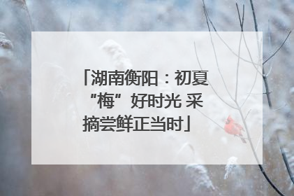湖南衡阳：初夏“梅”好时光 采摘尝鲜正当时