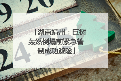湖南靖州：巨树轰然倒塌前紧急管制成功避险