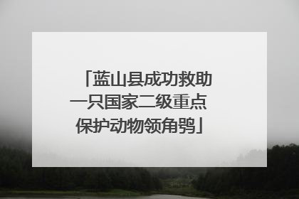 蓝山县成功救助一只国家二级重点保护动物领角鸮