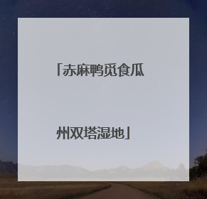 赤麻鸭觅食瓜州双塔湿地