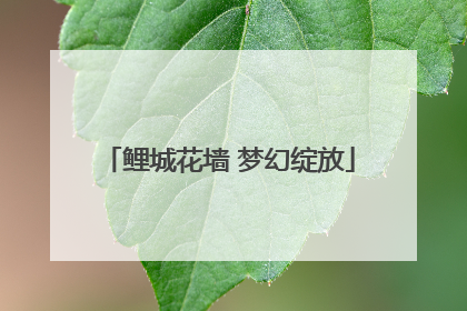鲤城花墙 梦幻绽放