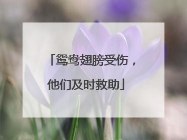 鸳鸯翅膀受伤，他们及时救助