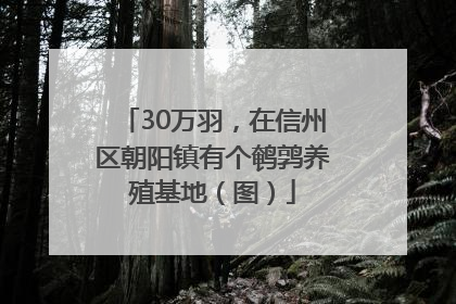 30万羽，在信州区朝阳镇有个鹌鹑养殖基地（图）
